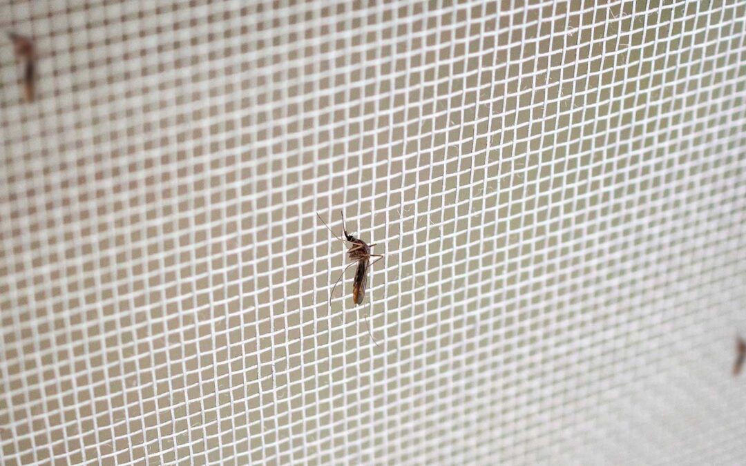 What Type of Insect Screens Are the Best for Gauteng? | Luxury Livings in Centurion, Pretoria, Midrand & Gauteng